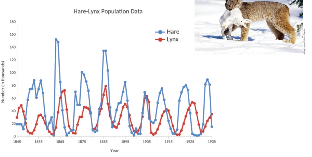 <ul><li><p>When hare populations increased, lynx numbers soon rose as well. Then, as lynx numbers peaked and more hares were eaten, hare populations declined — followed by a decline in lynx numbers due to lack of prey.</p></li></ul><ul><li><p>This created a <strong>regular boom-and-bust cycle</strong> that fascinated ecologists and became a model for studying population dynamics.</p></li></ul><p></p>