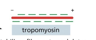 <p>stabilizes filament, modulates binding of other accessory proteins </p>