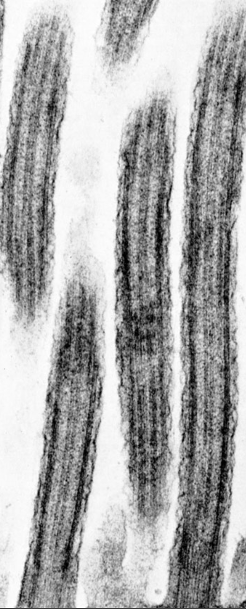 <p>larger, hairlike projection (larger than microvilli) and move substances over cell surface </p>