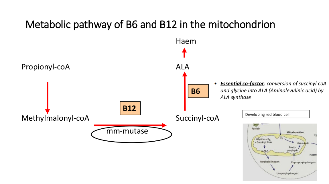 <ul><li><p>propionyl-coA → methylmalonyl-coA</p></li><li><p>methylmanoyl-coA → succinyl coA</p><ul><li><p>catalysed by mm-mutase and cofactor B12</p></li></ul></li><li><p>succinyl-coA → ALA</p><ul><li><p>cofactor B6</p></li></ul></li><li><p>ALA→ Haem</p></li></ul><p></p>