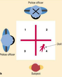 <p>hughes police doll study</p><ul><li><p>set-up: model with 2 intersecting walls in a t-shape, with 2 policemen at the end of two of the walls (such that there is one section where they cannot “see”)</p></li><li><p>children aged 3-5 asked to place a doll where the policemen cannot see it</p></li><li><p>90% of children placed it correctly, where policemen couldn’t see it, even if THEY themselves could see the doll</p></li><li><p>suggests that children are not egocentric, and can see other POVs when given an age-appropriate task (like hide and go seek)</p></li></ul>