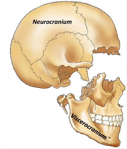 <ol><li><p>Neurocranium- smadzeņu daļa</p></li></ol><p><em>1.1. Basis cranii- galvaskausa pamats</em></p><p><em>1.2. Calvaria- galvaskausa vāks, velve</em></p><ol start="2"><li><p>Viscerocranium- sejas daļa</p></li></ol><p></p>