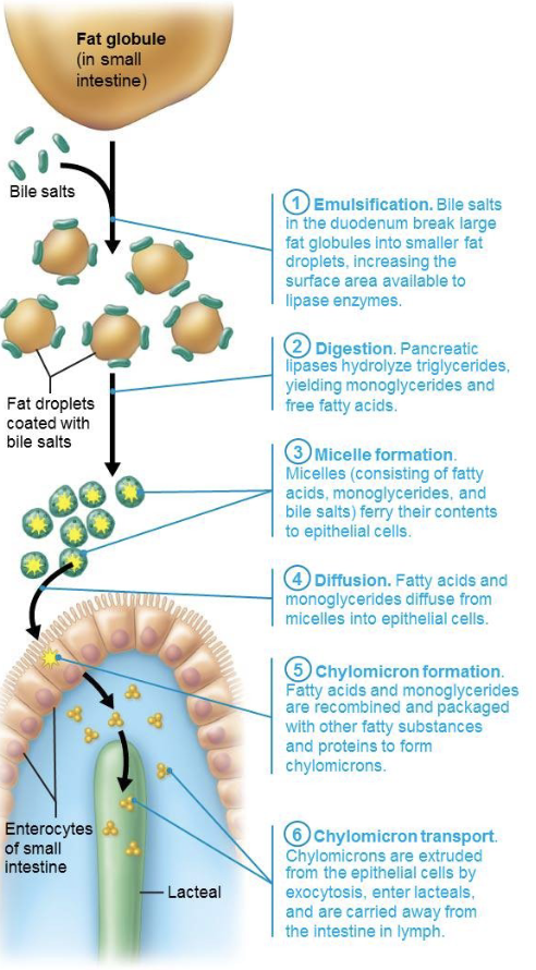 <ol><li><p><strong>Emulsification&nbsp;→ </strong><span style="color: green;"><strong><span>Bile salts</span></strong></span> in the <span style="color: purple;"><strong><mark data-color="purple" style="background-color: purple; color: inherit;"><span>duodénum</span></mark></strong></span> break <span style="color: blue;"><strong><mark data-color="blue" style="background-color: blue; color: inherit;"><span>fat globules</span></mark></strong></span> into <span style="color: blue;"><strong><span>smaller fat droplets</span></strong></span> (increasing the surface area avialable to <span style="color: green;"><strong><span>lipase enzyme)</span></strong></span>&nbsp;</p></li><li><p><strong>Digestion → </strong><span style="color: green;"><strong><span>Pancreatic lipases</span></strong></span>&nbsp;hydrolyze <span style="color: blue;"><strong><span>triglycerides</span></strong></span>, yielding <span style="color: red;"><strong><span>monoglycerides</span></strong></span> and <span style="color: red;"><strong><span>free fatty acids</span></strong></span>&nbsp;</p></li><li><p><strong>Micelle formation&nbsp;→ </strong><span style="color: red;">Free fatty acids and monoglycerides</span> assemble with bile salts, forming <span style="color: purple;"><strong><span>micelles</span></strong></span>&nbsp;</p><ul><li><p>Micelles ferry their contents to enterocytes</p></li></ul></li><li><p><strong>Diffusion →</strong> <span style="color: red;">Fatty acids and&nbsp;monoglycerides</span> <strong>diffuse</strong> from <span style="color: purple;"><strong>micelles</strong></span> into <span style="color: purple;"><strong>enterocytes</strong></span>&nbsp;</p></li><li><p><strong>Chylomicron formation →&nbsp;</strong><span style="color: red;">Fatty acids and&nbsp;monoglycerides</span> are recombined and packaged with other fatty substances and proteins to form <span style="color: purple;"><strong>chylomicrons</strong></span>&nbsp;</p></li><li><p><strong>Chylomicron transport →</strong> <span style="color: purple;"><strong>Chylomicrons</strong></span> are extruded from enterocytes by <strong>exocytosis</strong>, enter <span style="color: purple;"><strong><mark data-color="purple" style="background-color: purple; color: inherit;">lacteals</mark></strong></span> and are carried away from the intestine in <span style="color: purple;"><strong><mark data-color="purple" style="background-color: purple; color: inherit;">lymph</mark></strong></span>&nbsp;</p></li></ol><p></p>