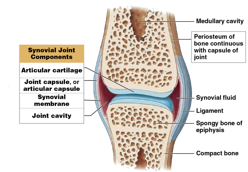 Synovial membrane 