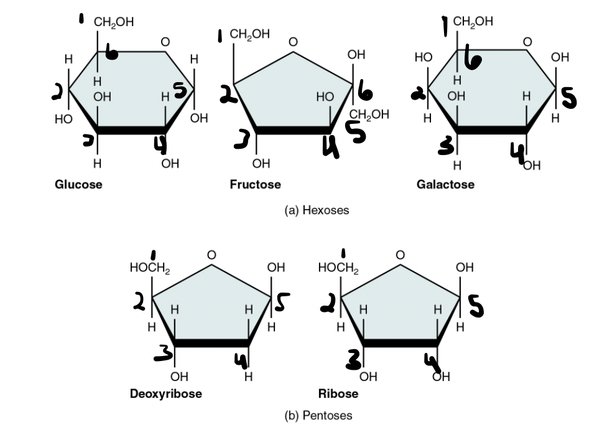 <p>how many carbons does fructose have </p>