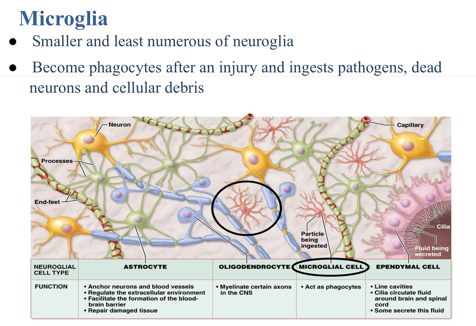 <p>Microglia</p>