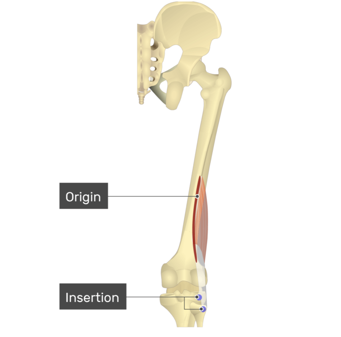 <p>biceps femoris, short head</p>