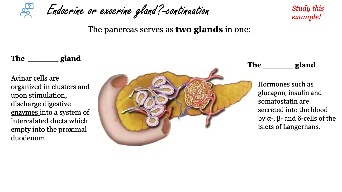 hormones such as glucagon, insulin and somatostatin are secreted into the blood by alpha, beta and delta cells of the islets of Langerhans