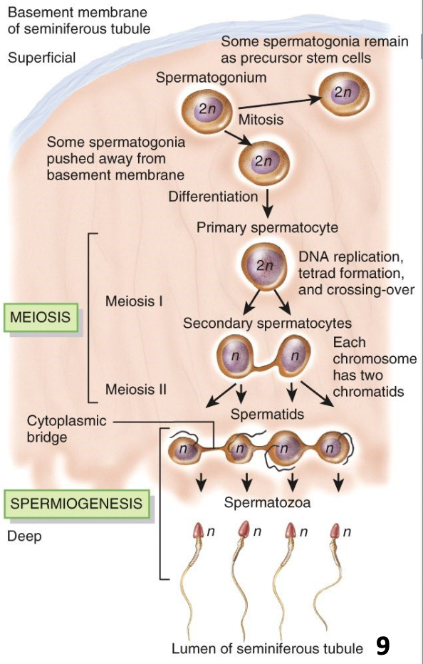 <ul><li><p>Spermatogonia (2n) → primary spermatocytes (2n) → secondary spermatocytes (n) → spermatids (n) → mature sperm</p></li><li><p class="p1">One primary spermatocyte gives rise to 4 spermatozoa (n)</p></li></ul><p></p>