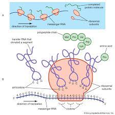 <p>What is this type of RNA called</p>