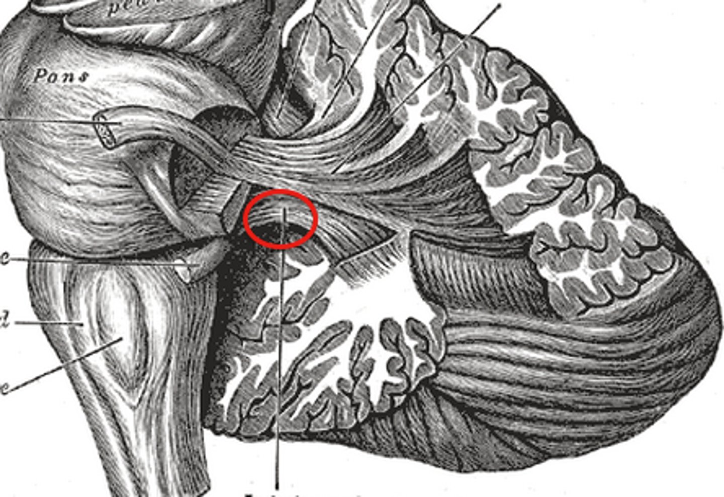 <p>-Connected to medulla oblongata</p><p>-Most spinal input enters the cerebellum through here</p>