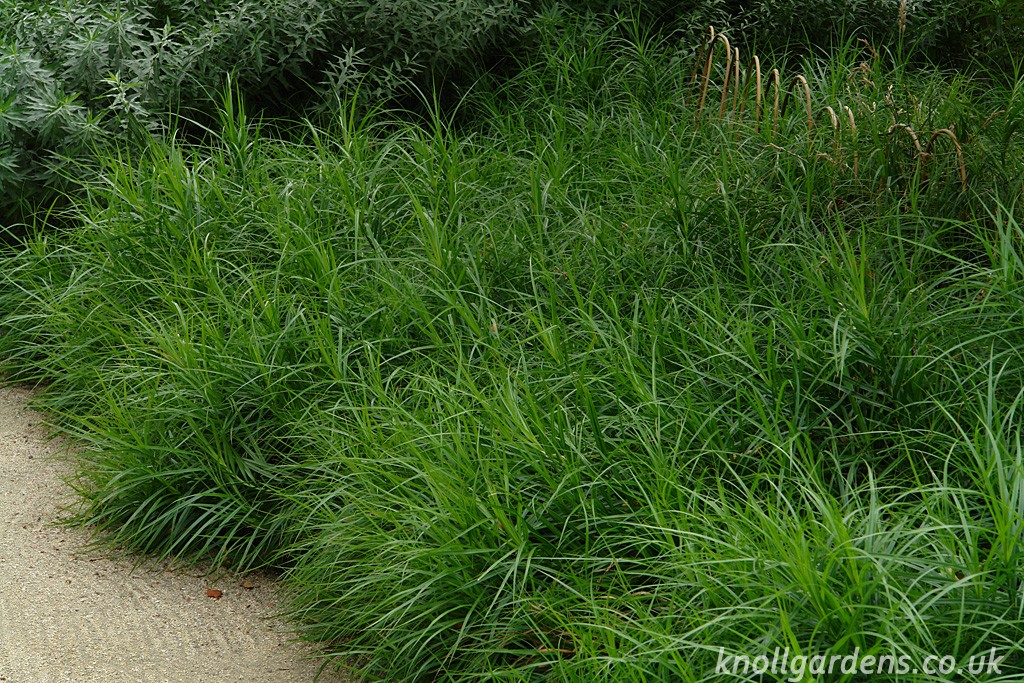 <p>Vilken blomma?</p>