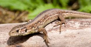 <p>lizard</p>