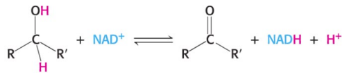 <p>NAD<sup>+</sup> accepts a hydrogen ion and two electrons (equivalent to a hydride ion H<sup>-</sup>) (he other H<sup>+ </sup>is in left in the solution, so it is not called NADH<sub>2</sub>)</p>