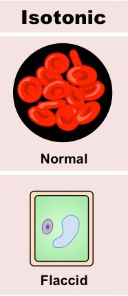 <p>The concentration of water is <strong>equal</strong> on both sides of a membrane, resulting in <strong>no</strong> net movement of water.</p>
