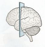 <p>front and back</p>