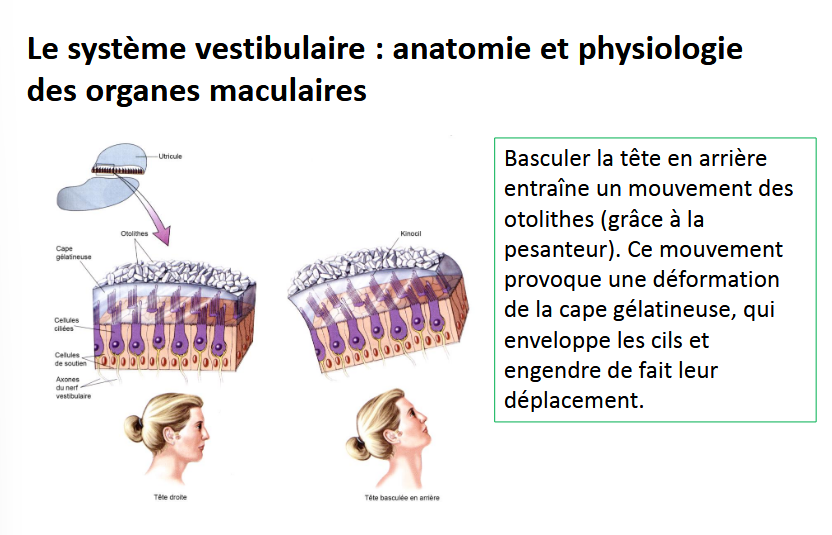 <p>mouvement des otolithes, provoque une déformation cape gélatineuse et enveloppe les cils —> engendre leur déplacement</p>