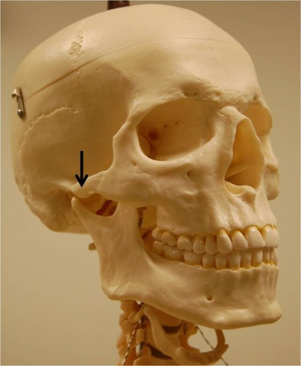 <p>forms the zygomatic arch with the zygomatic process of the temporal bone</p>