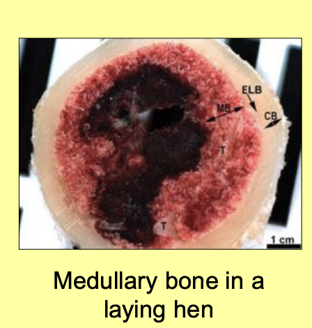 <ul><li><p>hen egg contain 2g of Ca</p></li><li><p>calcium deposited as a special type of bone→<strong> medullary bone</strong></p><ul><li><p>this calcium is<strong> mobilized</strong>&nbsp;to allow egg production to continue at night</p></li></ul></li></ul><p></p>