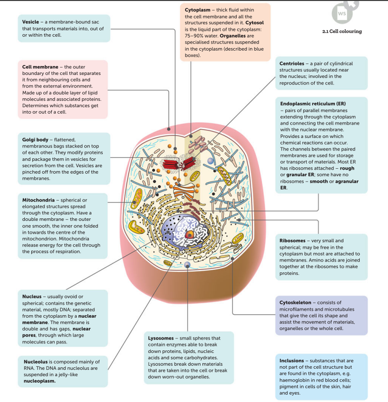knowt flashcard image