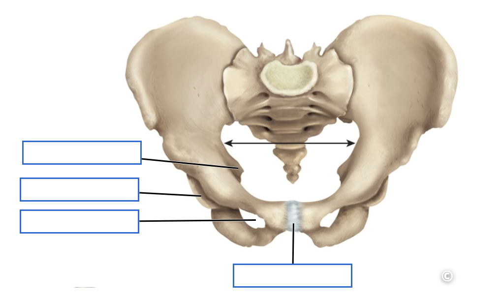 <p>Identify the features of the ISCHIUM and PUBIS</p>