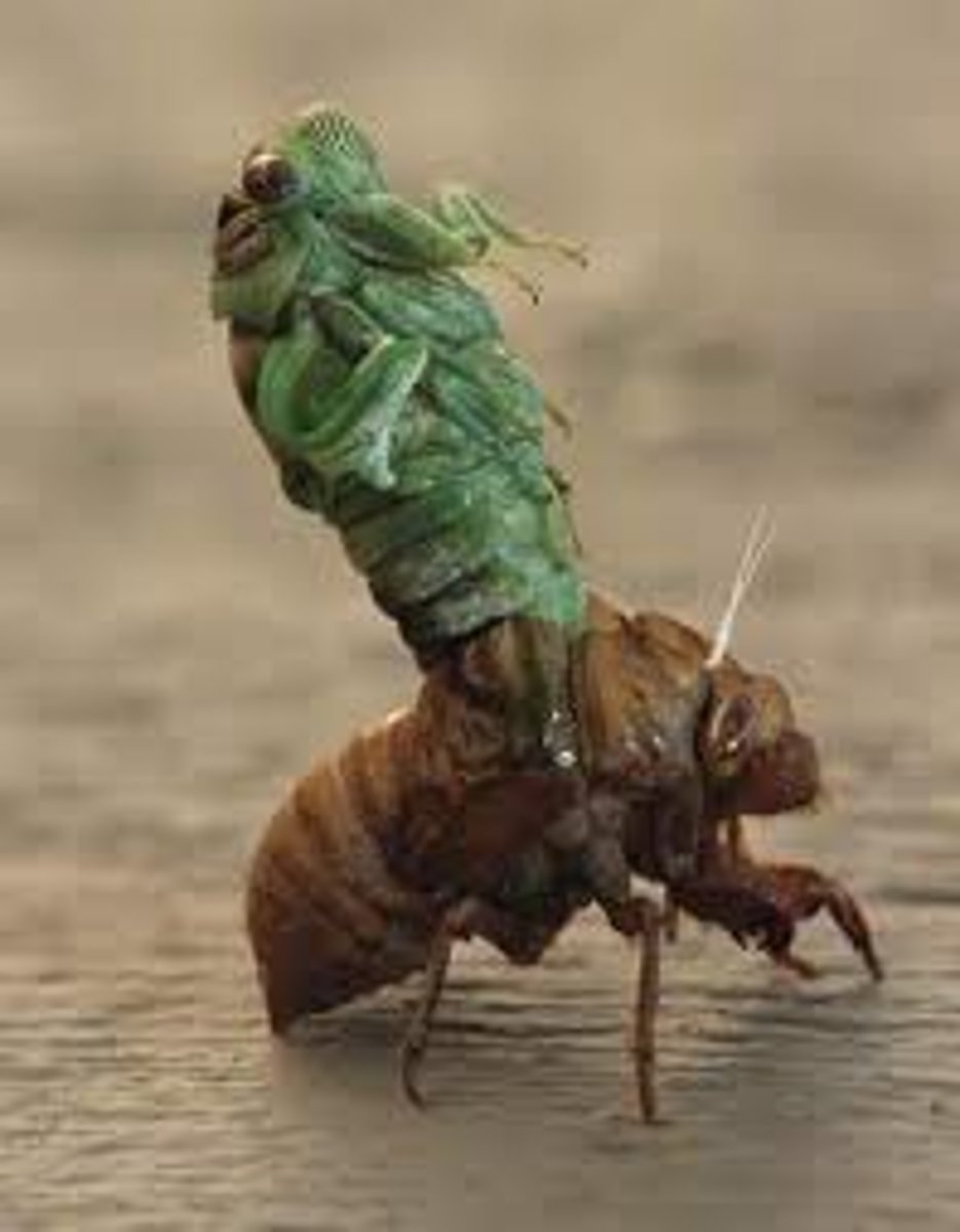 <p>The shedding of an arthropod exoskeleton in response to enzyme action, hormonal action, and pressure</p>