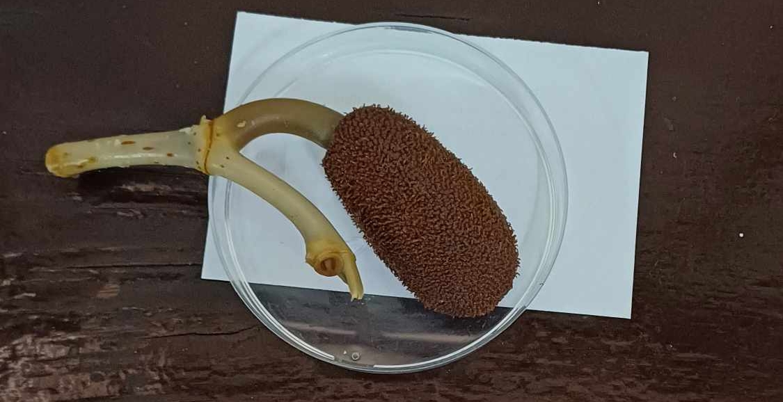 <p>Identify the:</p><p>Specimen used (Scientific and Common name)</p><p>Specialized leaf</p>