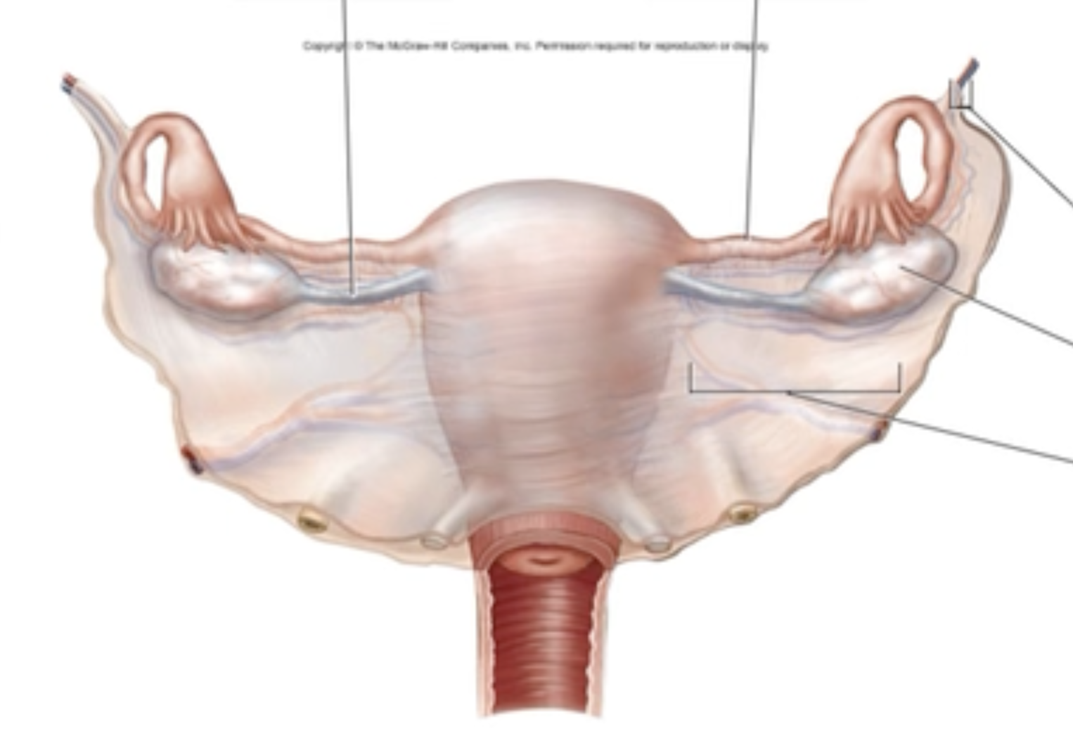 <p>Gross Anatomical Structures of the Ovaries</p><p class="p1">Label the structures surrounding the ovary in the figure.</p><p class="p1"></p><ul><li><p class="p1">broad ligament</p></li><li><p class="p1">suspensory ligament</p></li><li><p class="p1">uterine tube</p></li><li><p class="p1">ovary</p></li><li><p class="p1">ovarian ligament</p></li></ul><p></p>