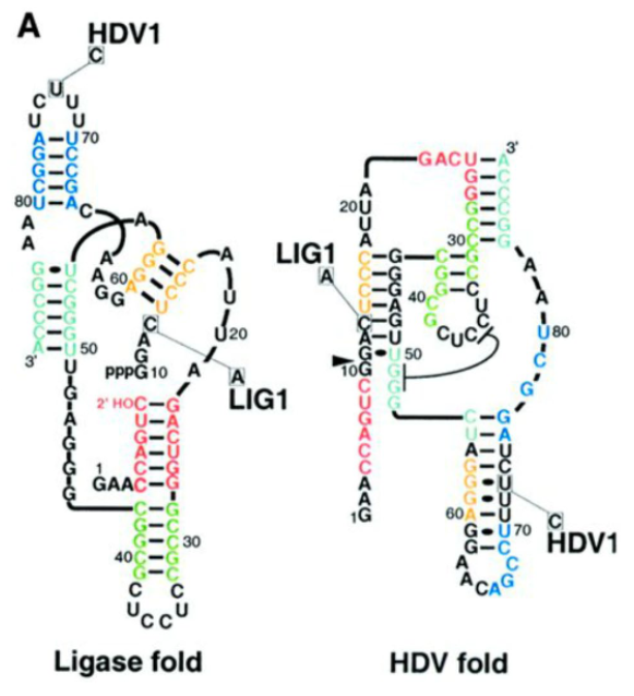 <p>a synthetic RNA molecule that has different functions based on how it folds. One structure ligates while the other cleaves</p>
