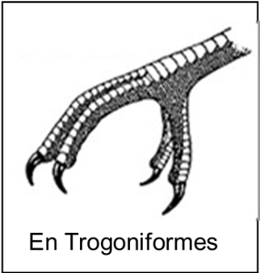 <p>Dedos 3, 4 al frente, 1 y 2 atrás</p>