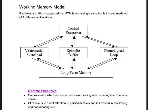 <p>The Working Model Memory (WMM) was created by Baddeley and Hitch in response to criticism of the Multi Store Model of single unitary stores. People believed the STM had different parts, so the WMM showcases the STM. The model suggests that the working memory is an active store as it contains information that is currently thought about. When attention is paid to information, the information passes to the Central Executive, which holds overall control of the STM. The Central Executive is multi-modal as it deals with both stimuli but has a very limited capacity, so it passes information to one of two slave stores: Phonological Loop and Visuo-Spatial Sketchpad. Visual and Spatial information passes to the Visuo-Spatial Sketchpad which has two sub-stores. The visual cache stores visual information e.g., shape and colour. The second sub store, Inner Scribe, deals with the spatial relationship between objects e.g. distance. The Phonological Loop holds auditory information and passes it to its sub stores. The articulatory control system carries out maintenance rehearsal rehearsing the words in a loop for two seconds. The phonological store contains words you hear. In the 2000s, the Episodic Buffer was added to the WMM. The Central Executive and the Episodic Buffer pass each other information that the Episodic Buffer combines to make episodes/memories. This links to the Long-Term Memory.</p>