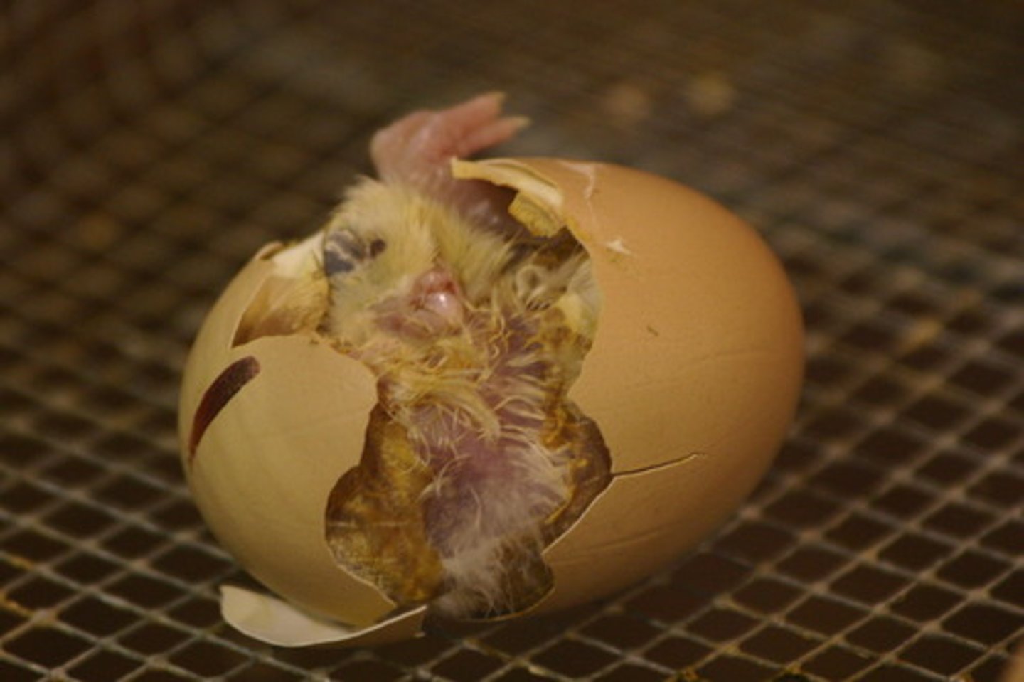<p>v emerge from egg = break out, incubate, brood, produce young &gt;&lt; lay eggs, remain unhatched, fail to hatch nở (trứng) They converge to hatch offspring. /hætʃ/ hatch a plan (ấp ủ một kế hoạch)</p>