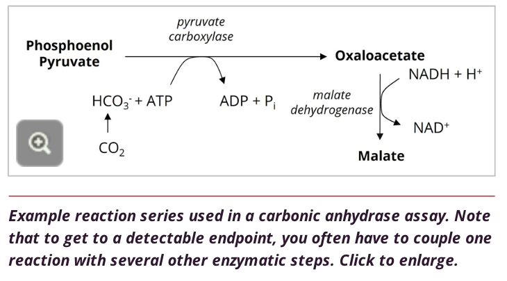 <ul><li><p>the measurement of total CO2</p></li><li><p>"total CO2"; alkalinize a sample to convert all forms of CO2 to HCO3-</p></li><li><p>indirectly by enzymatic methods → conversion of oxaloacetate to malate and NADH to NAD+ → use spectrometry to detect NADH consumption → use absorbance values to estimate sample [HCO3-]</p></li></ul>