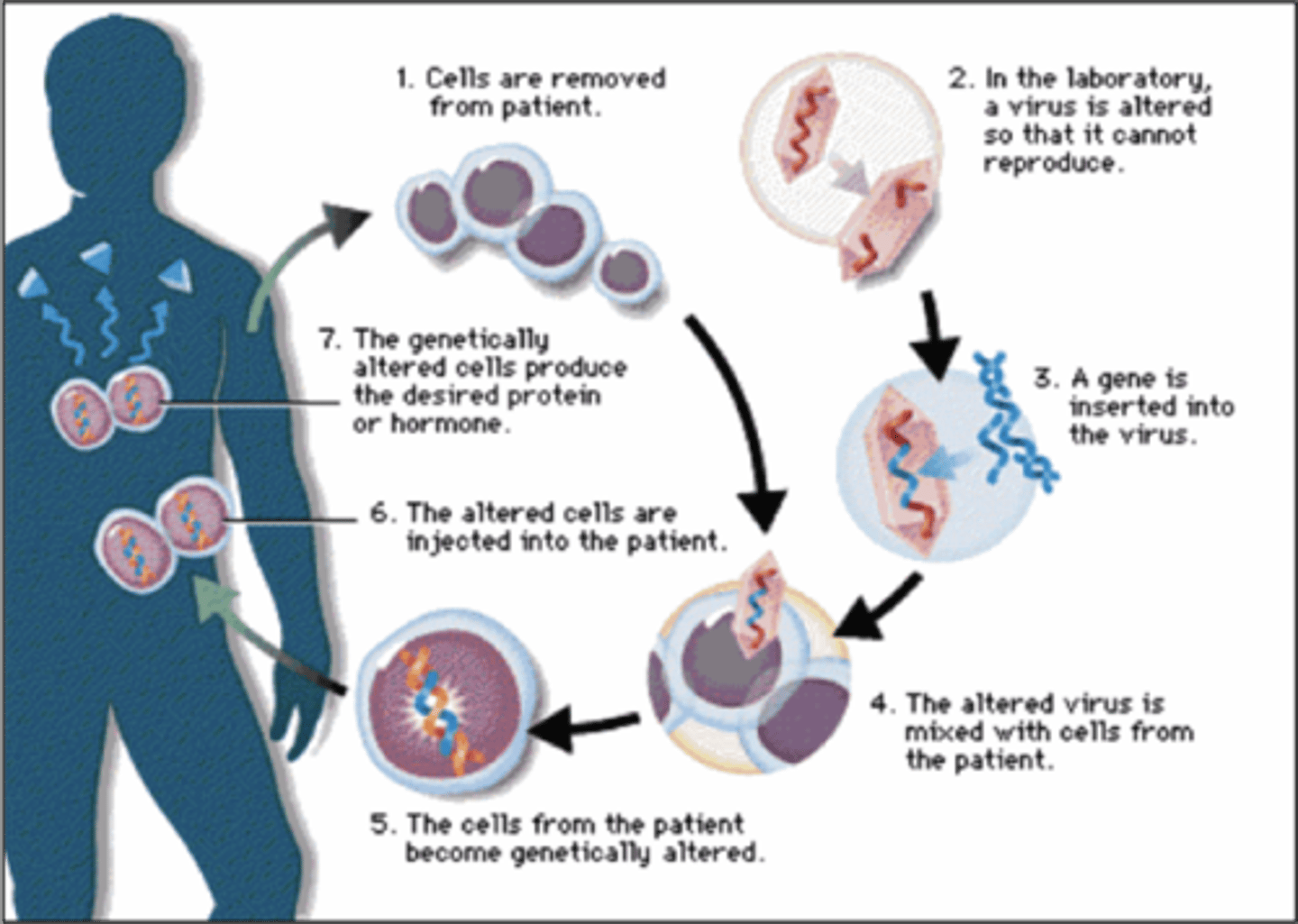 <p>The production of drugs that will inhibit the expression of certain disease-causing genes</p>