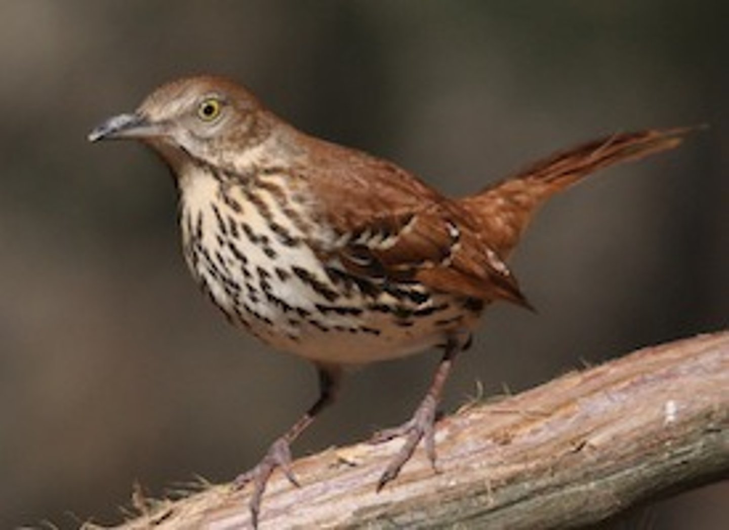 <p>Passeriformes Mimidae</p>