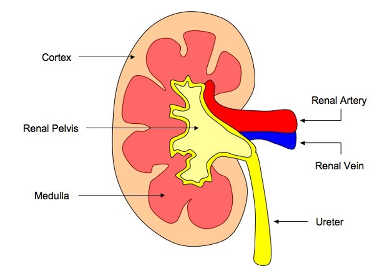 <p>Renal Cortex</p><ul><li><p>outer region</p></li></ul><p>Renal medulla</p><ul><li><p>cone shaped renal pyramids</p></li></ul><p>Renal pelvis</p><ul><li><p>hollow chambered innermost part</p></li></ul>