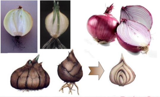 <p>like onions, are</p><p>vertical, underground</p><p>shoots consisting mostly of</p><p>the swollen bases/layers of</p><p>leaves that store food.</p>
