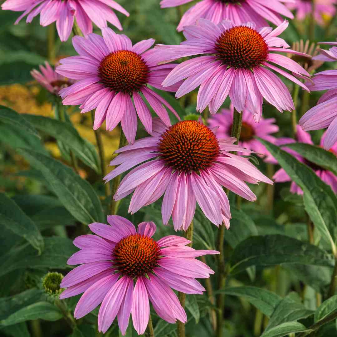<p>Echinacea purpurea</p>