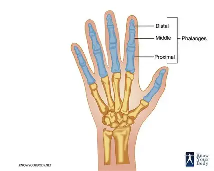 <p>what are the parts of the phalanges?</p>
