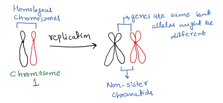 <p>chromosome couples having the same length, patterns and position of the centromere</p>