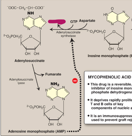 <p>Name this section of AMP synthesis.</p>
