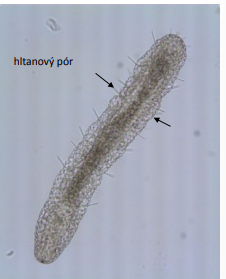 <p>Macrodasys sp.</p>