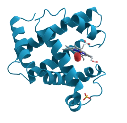 <p>Myoglobin</p>