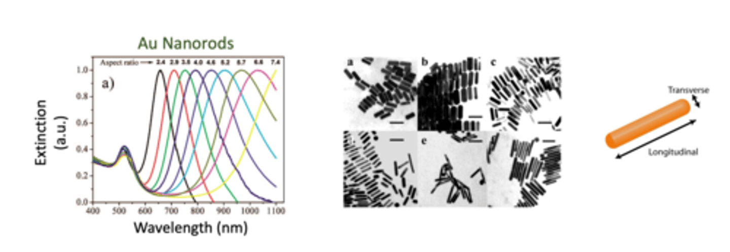 <p>- gold nanoparticle shape will also influence wavelength absorption</p><p>- the shape property of the gold nanoparticle is important because it can be characterised using spectrometry profiling</p><p>- gold nanoparticle ini rod-shape (nanorods) exhibit both transverse and longitudinal surface plasmon resonances (along with their 2 axes)</p><p>- their longitudinal peaks are very sensitive to their aspect ration (L/W ratio) (larger ratio leads to longer wavelength) and can cover a wide spectral range</p><p>- as the longitudinal length increases, L/W ratio increases (aspect ratio) --&gt; wavelength shifts towards longer wavelength (red-shifts)</p>