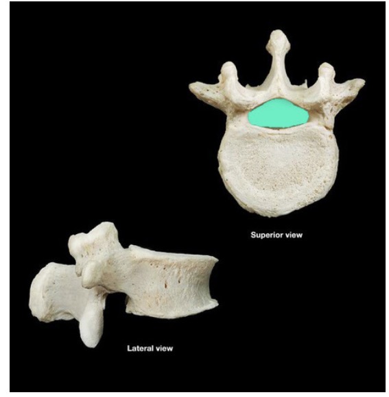 <p>Canalis vertebralis</p>