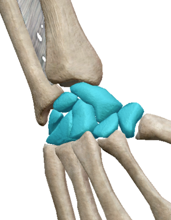 <p>Short bones</p>
