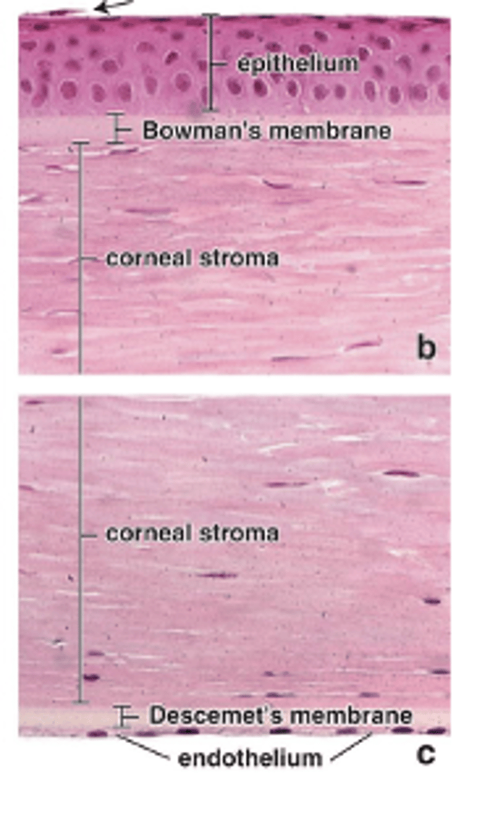 <p>What are the five layers of the cornea (from outermost to innermost)?****</p>