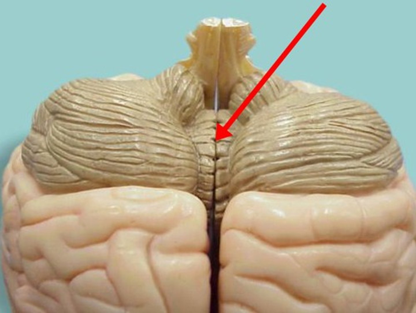 <p>Connects the two hemispheres of the cerebellum</p>