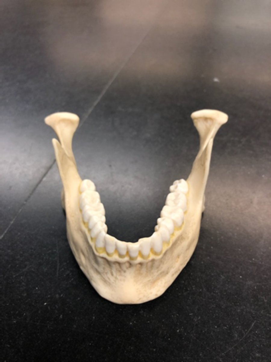 <p>Entire Structure</p><p>Jawbone</p>