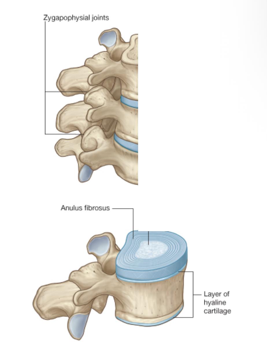<p>how is the symphysis joints formed </p>